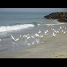 Reiher am Strand